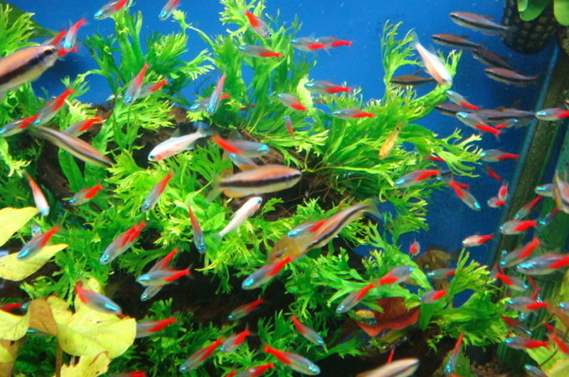 红绿灯鱼的饲养密度,例如1升水可以养多少条红